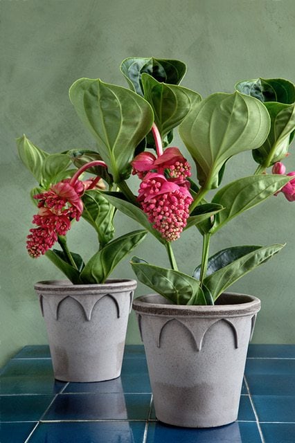 Bergs Potter Elizabeth kruka m.fat grå 18 cm