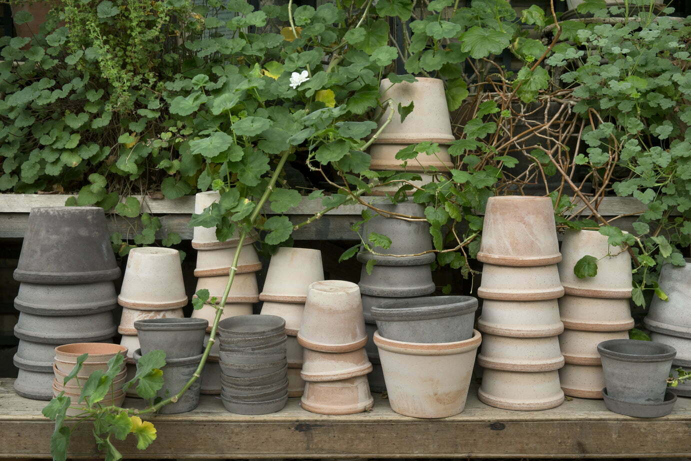 Bergs Potter Kruka Parade Rosa